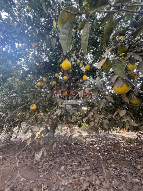 chacara-venda-amarantina-ouro-preto-mg-1002976