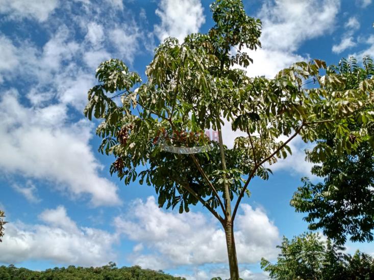 lote-venda-balneario-de-magalhaes-represa-da-fumaca-mariana-mg-1028761